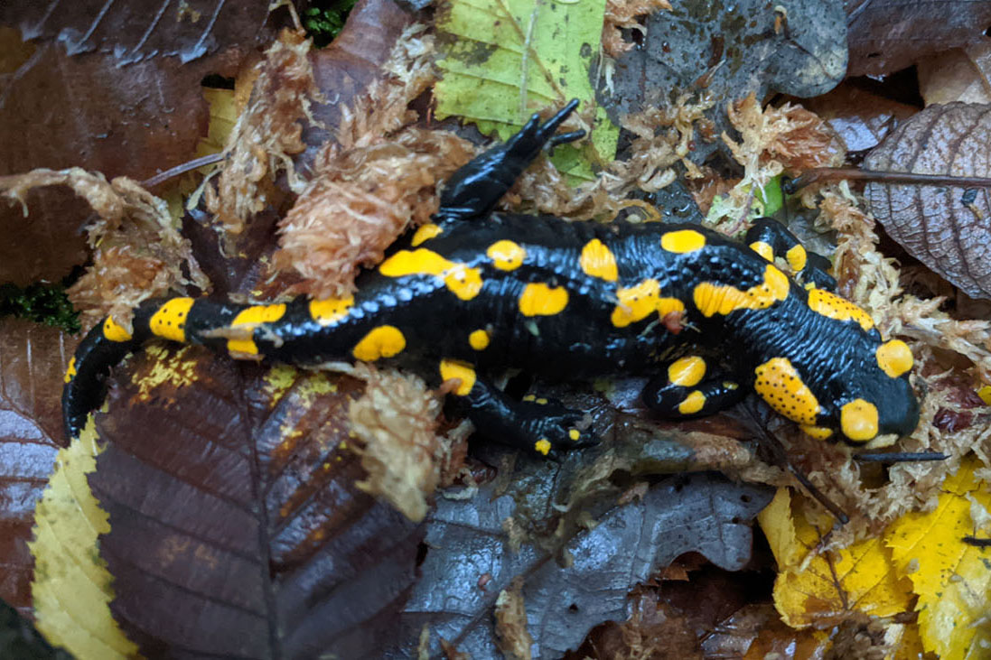 Feuersalamander Film