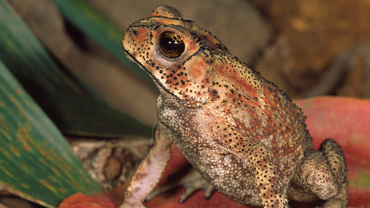 Eine hellbraune Kröte mit dunklen Punkten, die in die Kamera blickt.