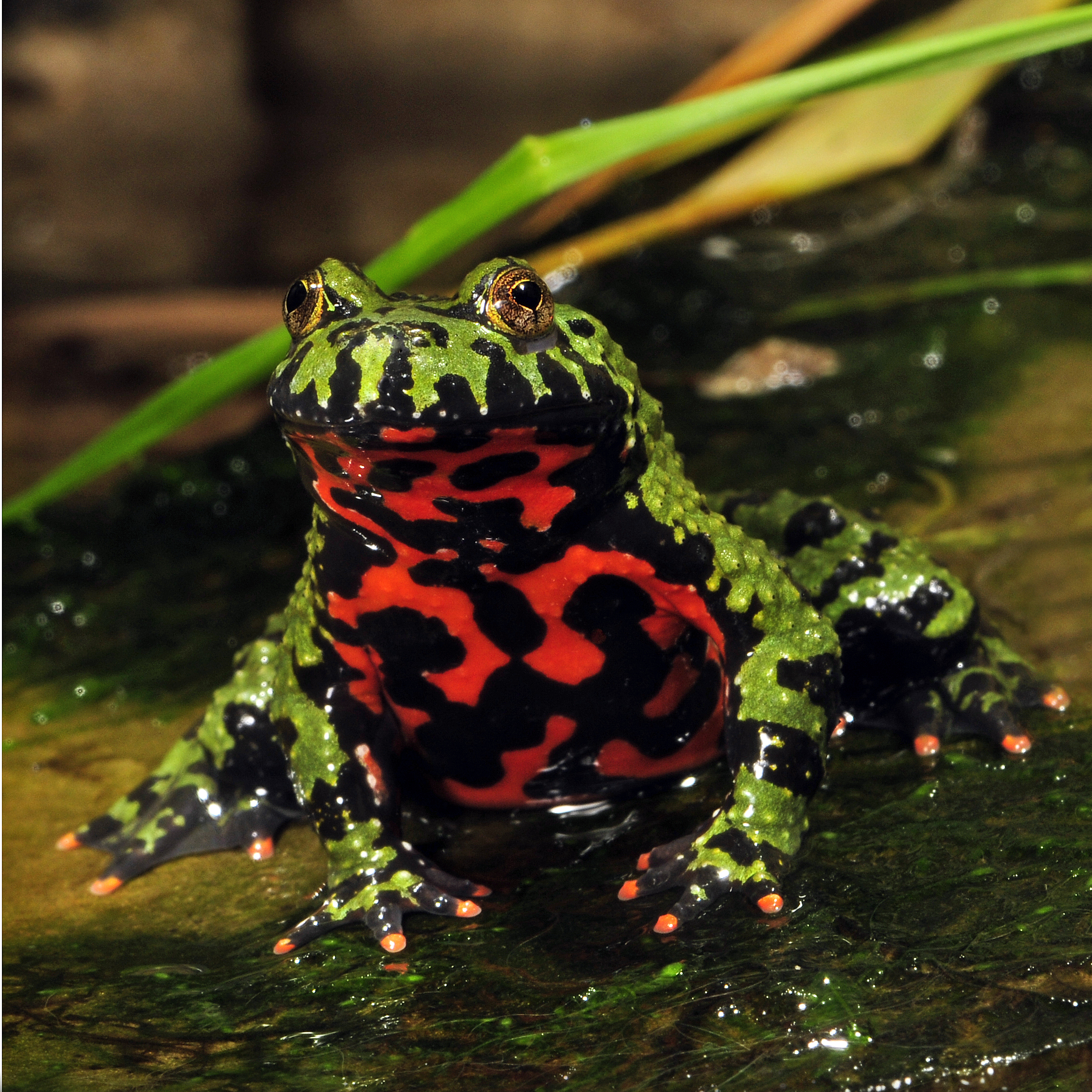 Chinesische Rotbauchunke