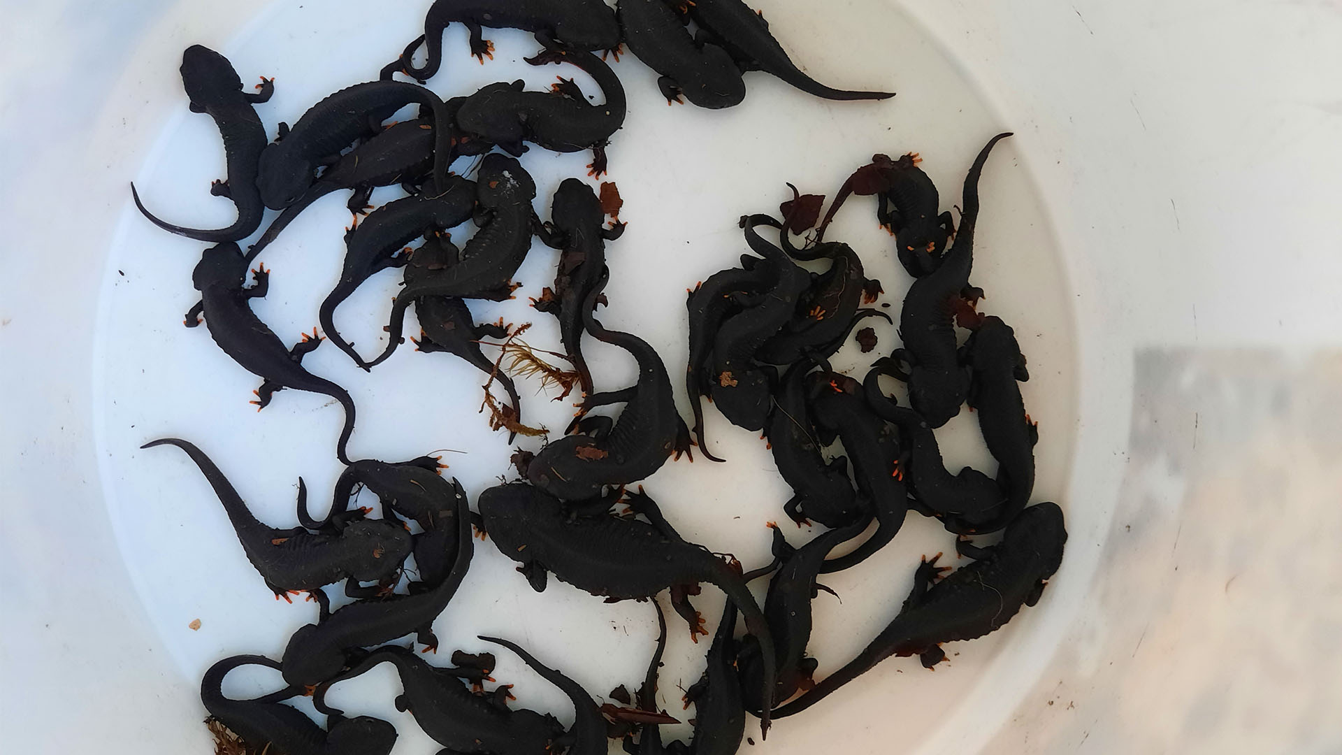 Das Bild zeigt sozusagen einen Topf voller junger Vietnamesischer Krokodilmolche.