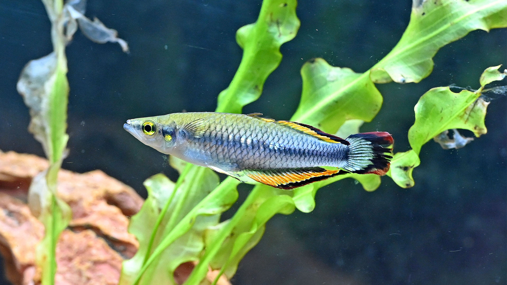 Das Bild zeigt einen Madagaskar-Ährenfisch in einem Aquarium..