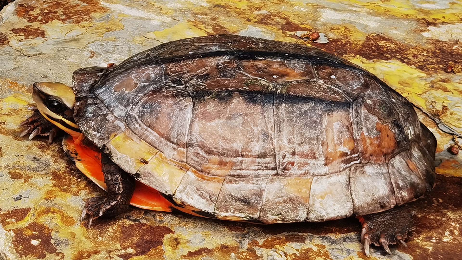 Das Bild zeigt eine Vietnamesische Dreistreifen-Scharnierschildkröte.