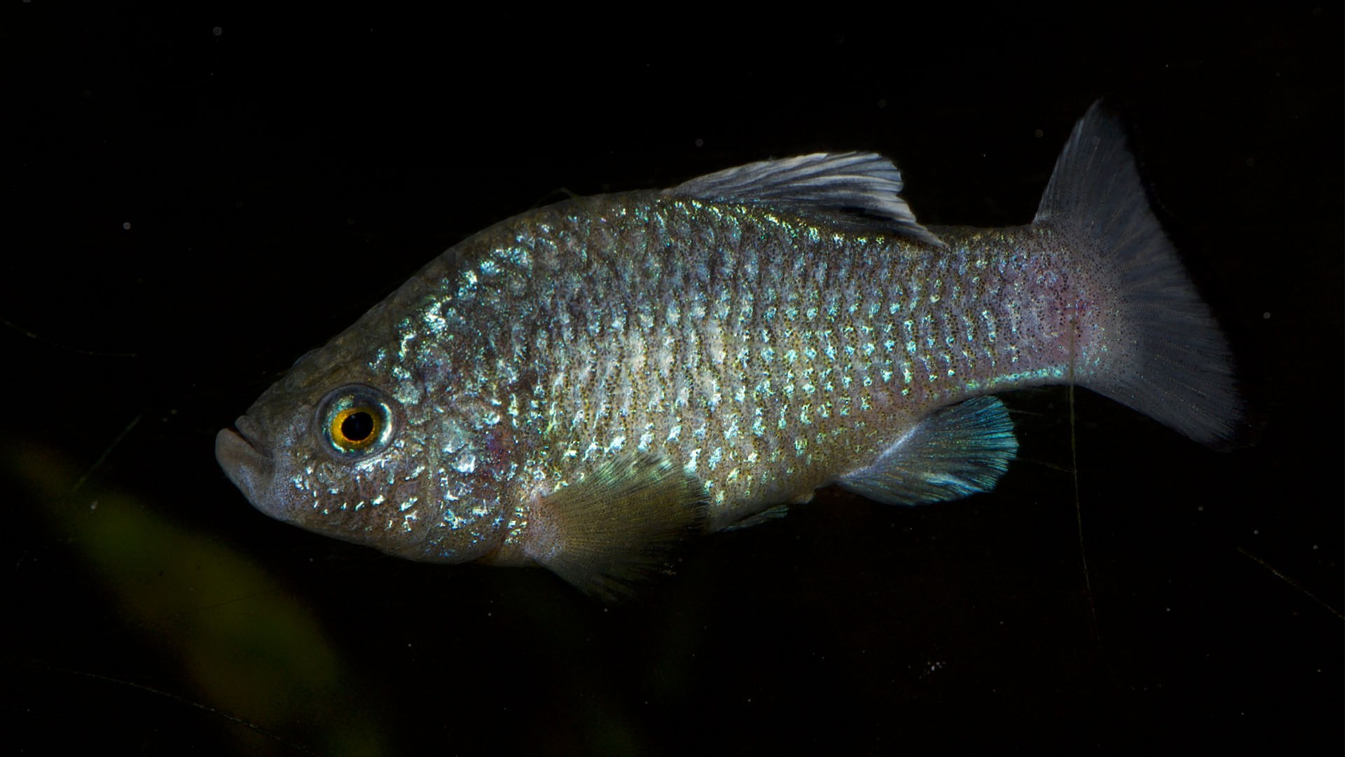 Das Bild zeigt einen Charco-Azul-Wüstenkärpfling.