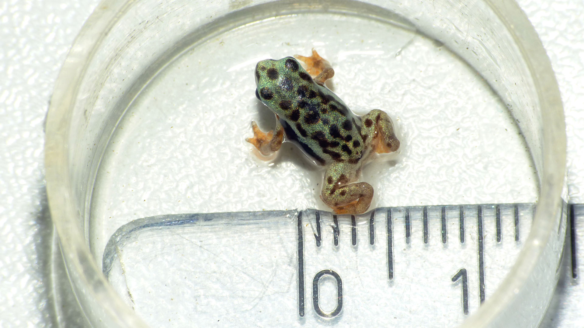 Das Bild zeigt eine kleine Rio-Pescado-Stummelfußkröte, die gerade mal einen halben Zentimeter groß ist. Das Bild ist das Teaserbild des Beitrags zur 2. Halbjahresbilanz 2023.