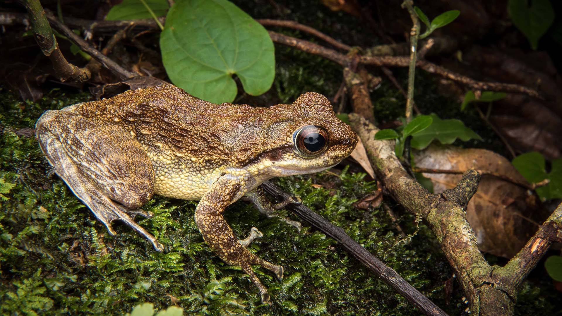 Das Bild zeigt einen Säbelzahnfrosch, wissenschaftlicher Name ist Odontobatrachus arndti.