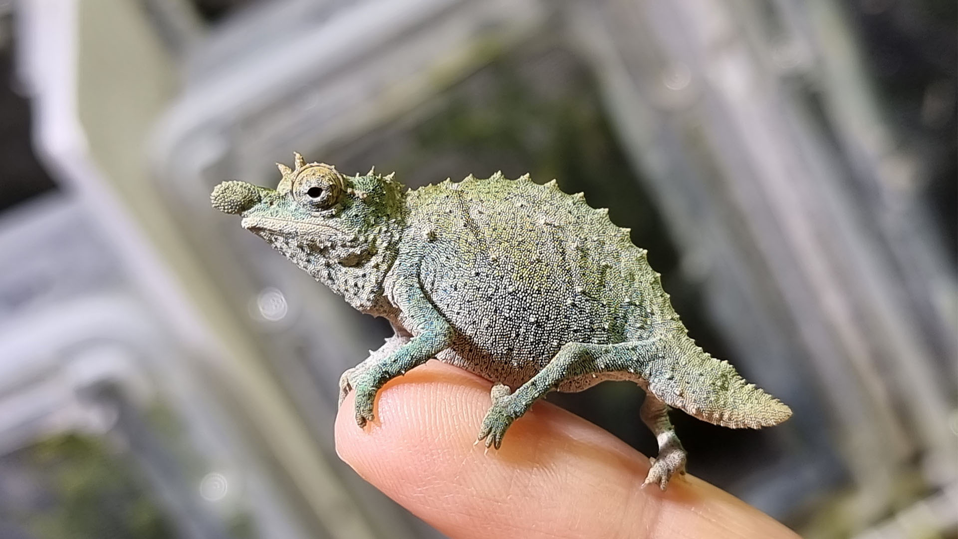 Das Bild zeigt ein Nguru-Zwergchamäleon, wissenschaftlicher Name ist Rhampholeon acuminatus.