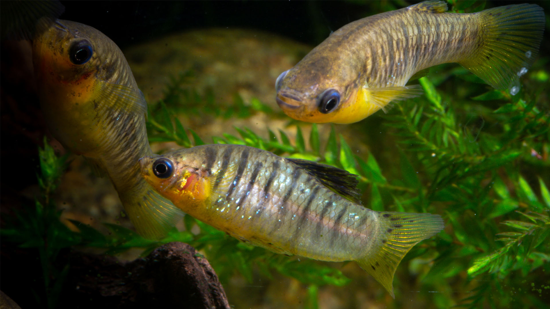 Auf dem Bild sind Tigerkärpflinge zu sehen, der wissenschaftliche Name der Art ist Limia islai.