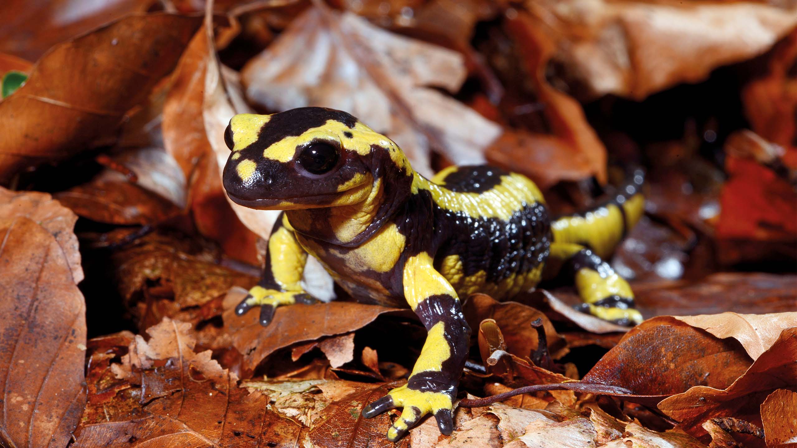 Das Bild zeigt einen Feuersalamander auf Laub, eine Art, die bei Wild at Home gemanagt werden kann.
