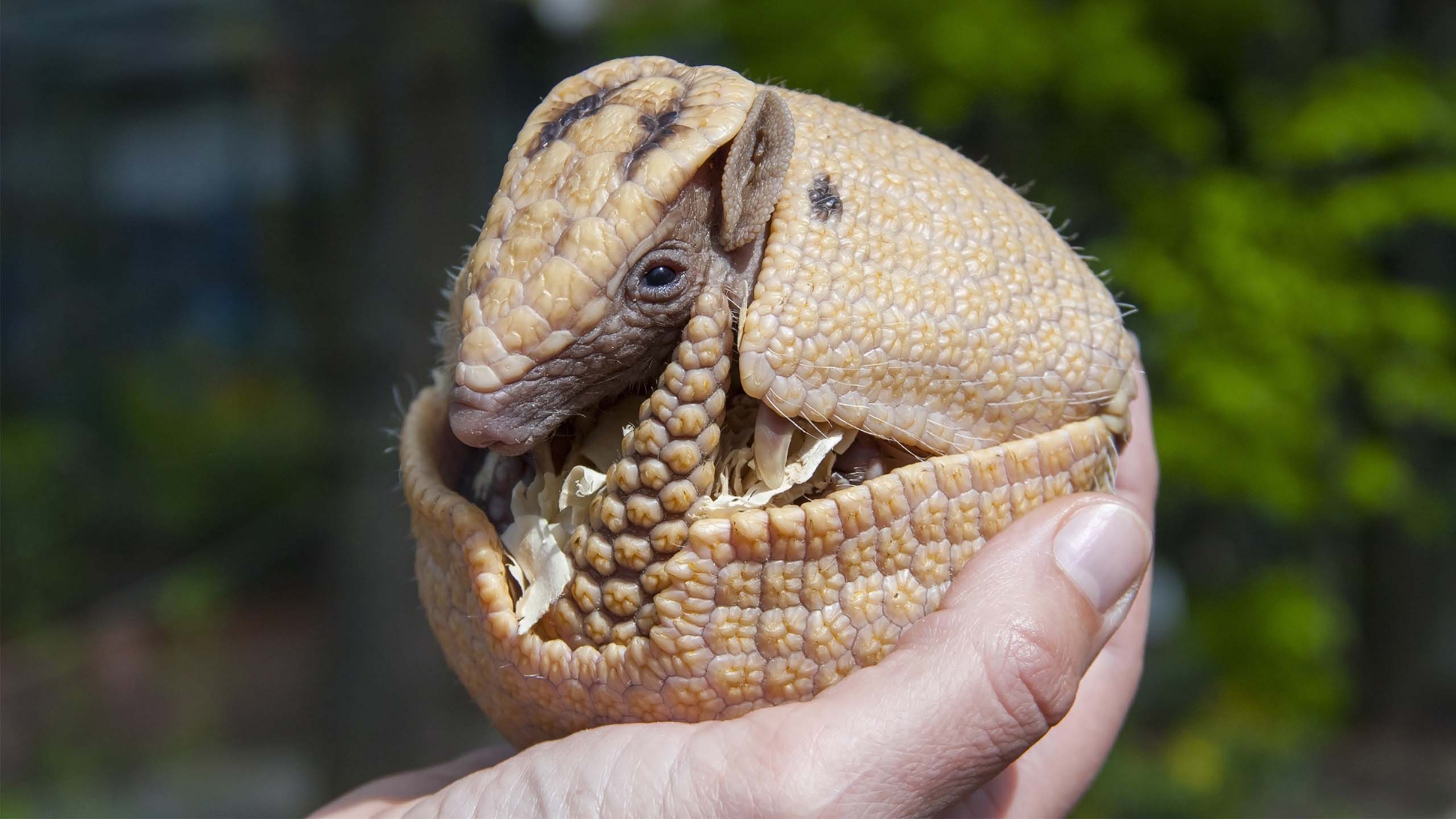 Das Bild zeigt eine menschliche Hand, die ein eingerolltes Kugelgürteltier hält, eine Art, die bei Wild at Home gemanagt werden kann.
