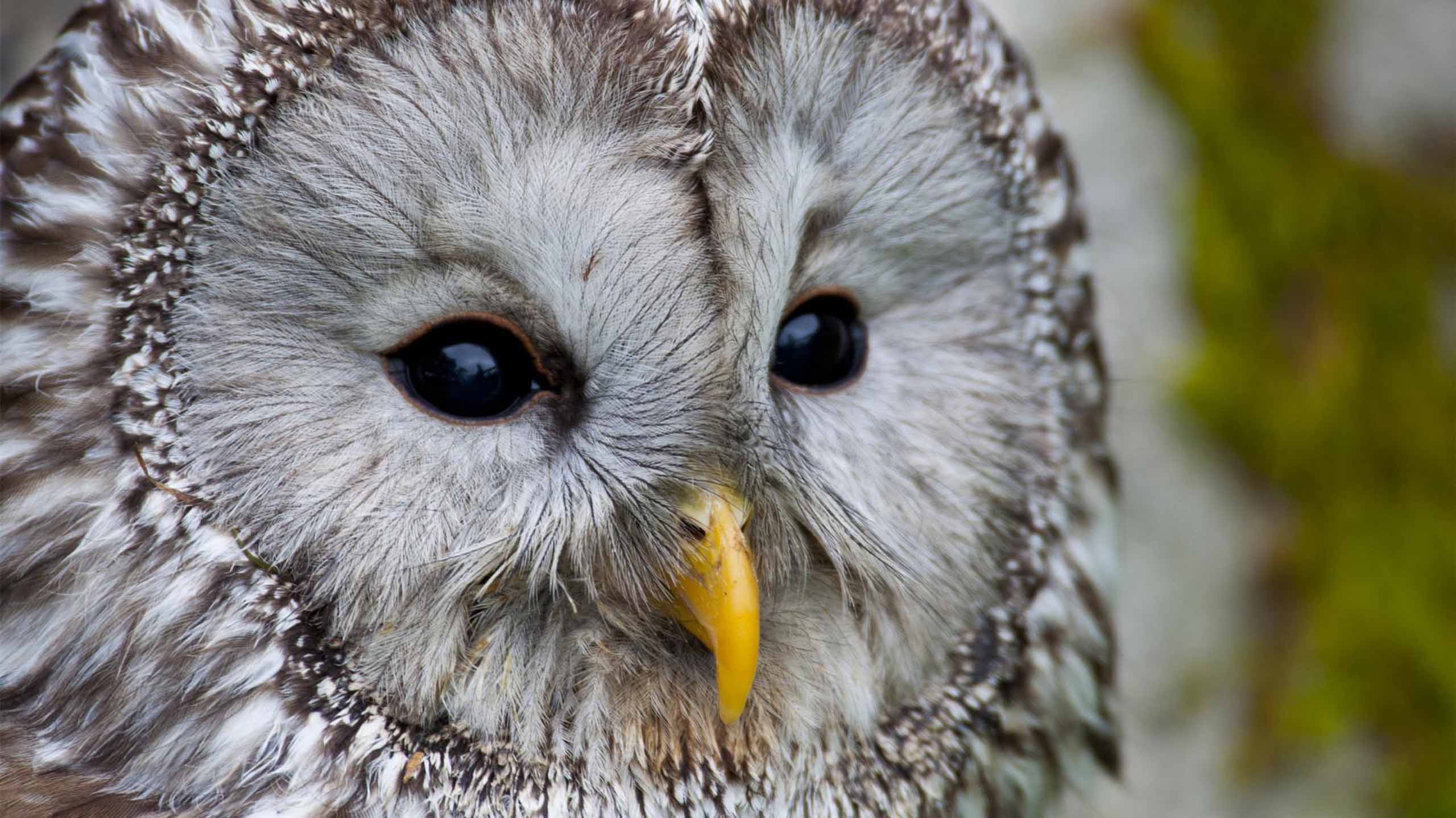 Das Bild zeigt den Kopf eines Habichtskauzes, eine Art, die bei Wild at Home gemanagt werden kann.