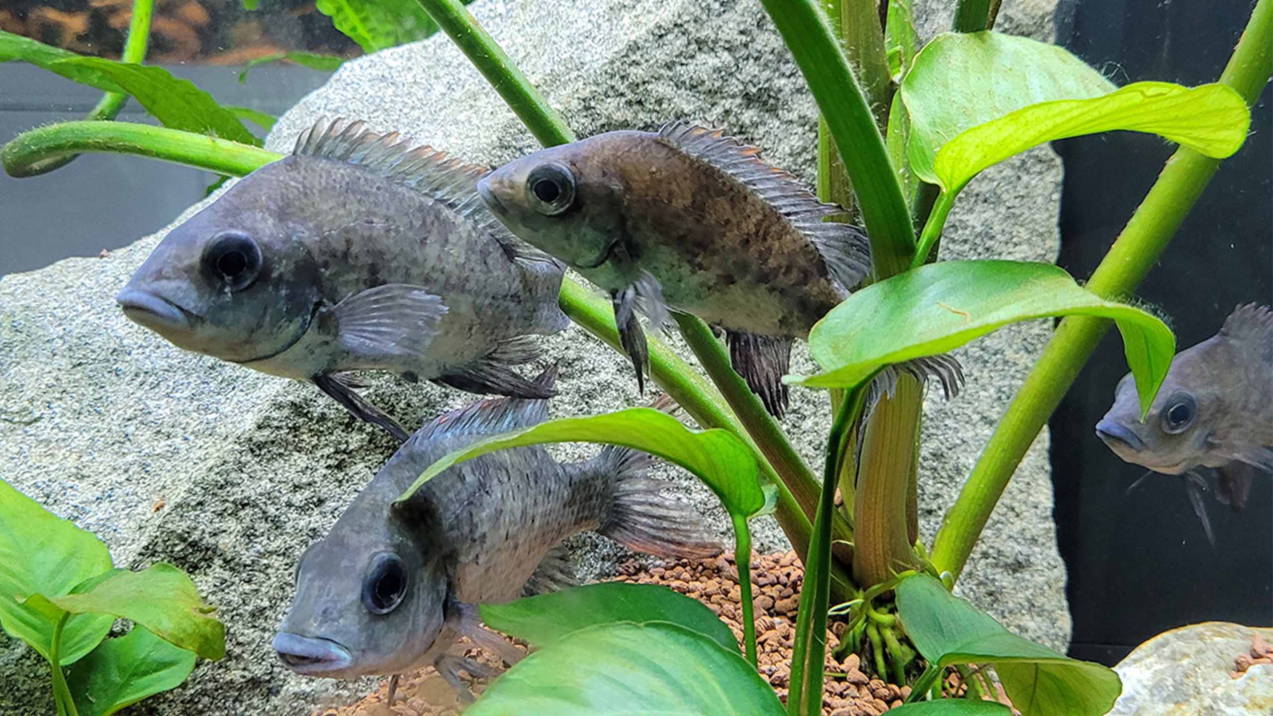 Das Bild zeigt vier Magarahara-Buntbarsche in einem Aquarium. Das ist eine Art, die bei Wild at Home gemanagt werden kann.