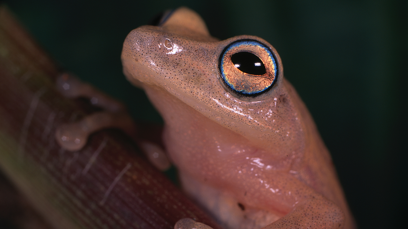 Ein hellrosa Frosch mit blauem Rand um die Augen.