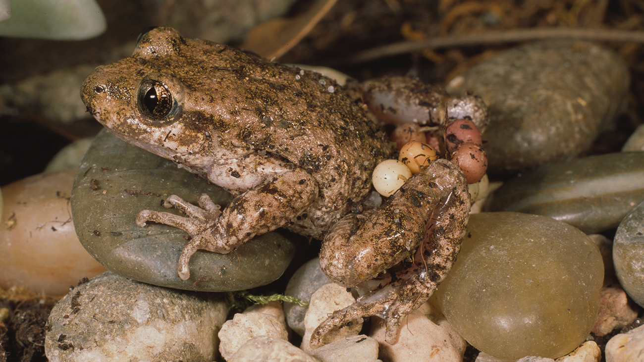 The Majorca midwife toad carries eggs in the colors white, yellow, orange and brown, wrapped around its legs.