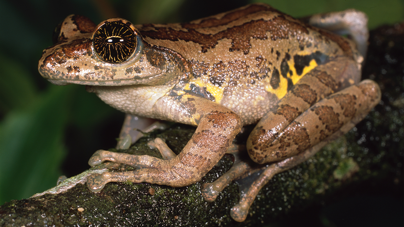 Eine hellbraune Kröte mit gelb-schwarzen Flecken am Beinansatz