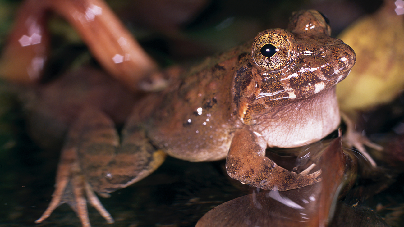 Ein duneklbrauner Frosch mit hellem, aufgeblasenem Kehlsack.