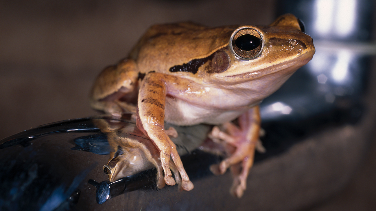 Ein hellbrauner Frosch mit dunkler Musterung rund um das Trommelfell