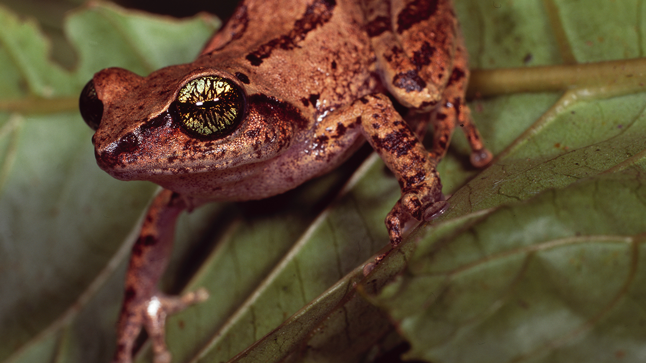 Ein rostbrauner Frosch frosch mit kleinen dunkeln Flecken auf dem gesamten Körper.