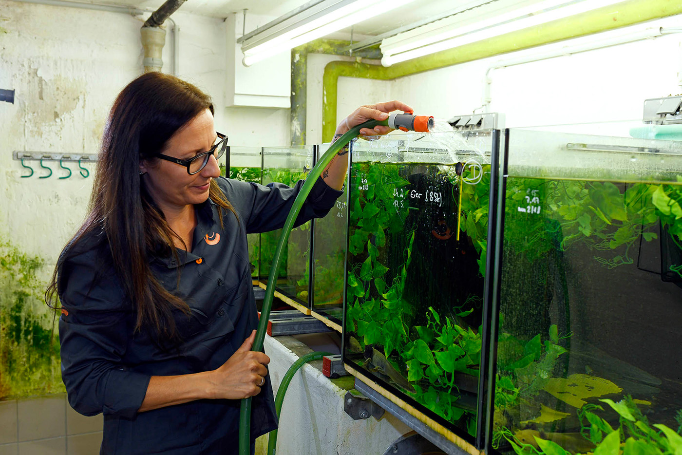 Eine Frau befüllt ein Aquarium mit einem Wasserschlauch.