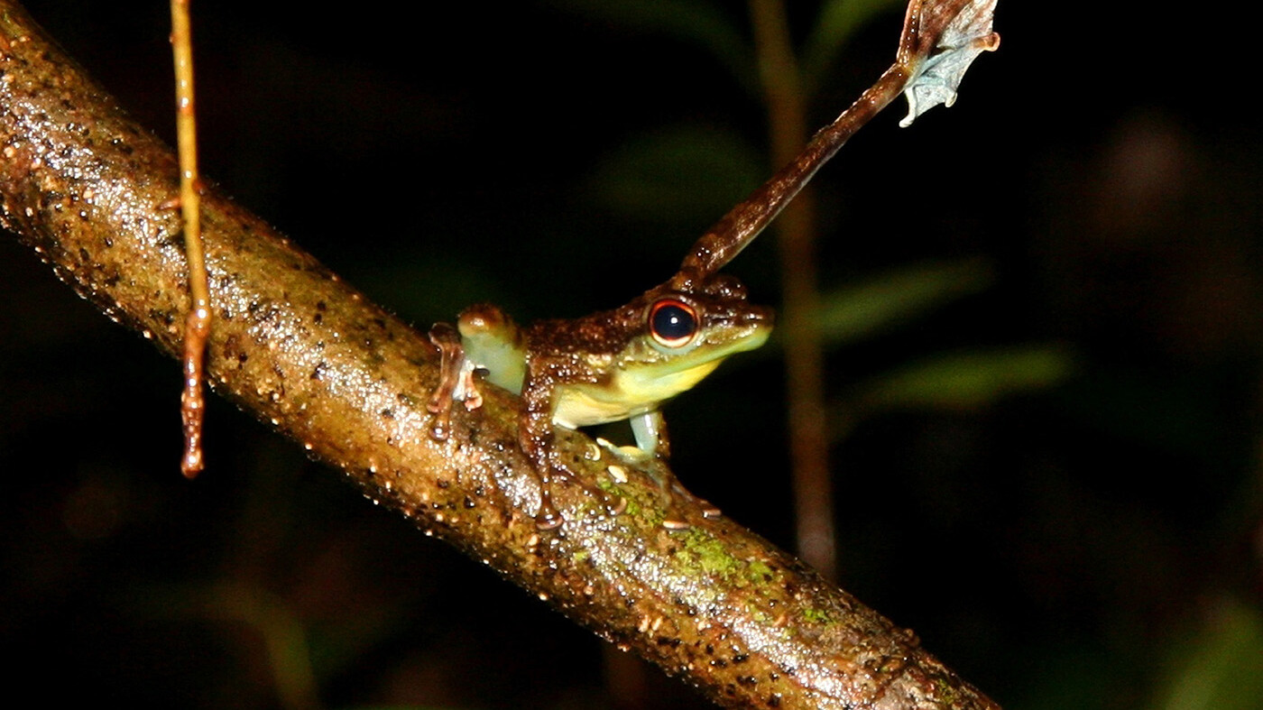 Ein kleiner Frosch, der das hintere Bein zum Winken hebt. Die Unterseite der Schwimmhäute ist hell gefärbt.