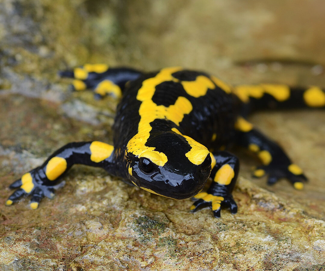 Das Bild zeigt einen Feuersalamander von vorne.