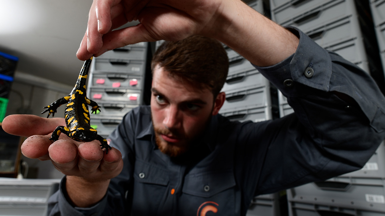 Das Bild zeigt einen Menschen, der einen Feuersalamander in der hand hält.