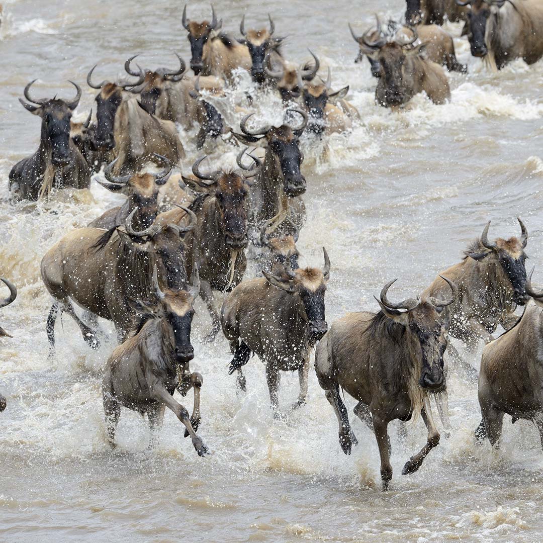 Das Bild zeigt eine Herde rennender Gnus. Es ist das Teaser-Bild für die Team-Seite von CC.