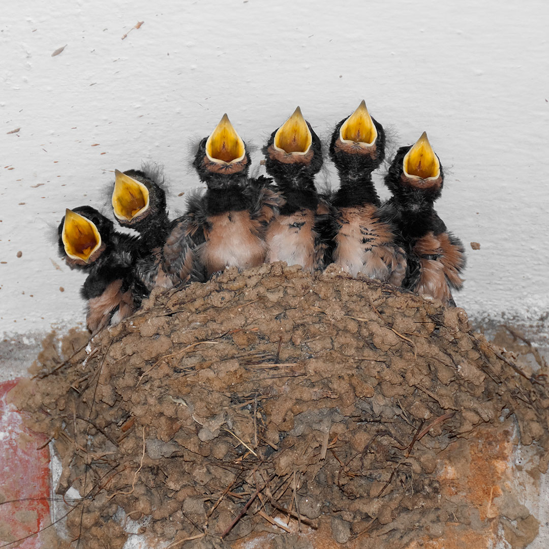 Das Bild zeigt Vogelbabys mit offenen Schnäbeln. Das Bild ist auf der CC Webseite Unterstützung zu finden.