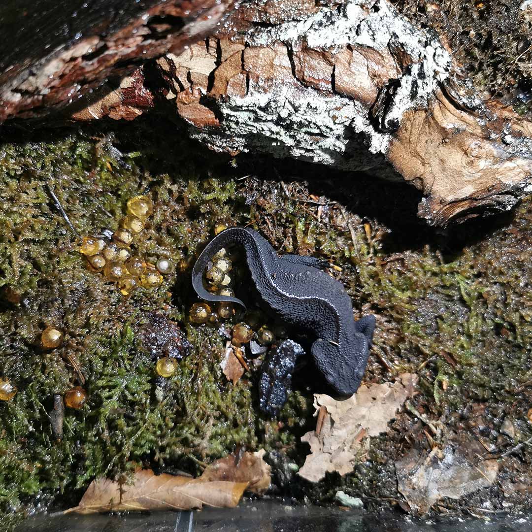 Halbjahresbilanz 1 2020