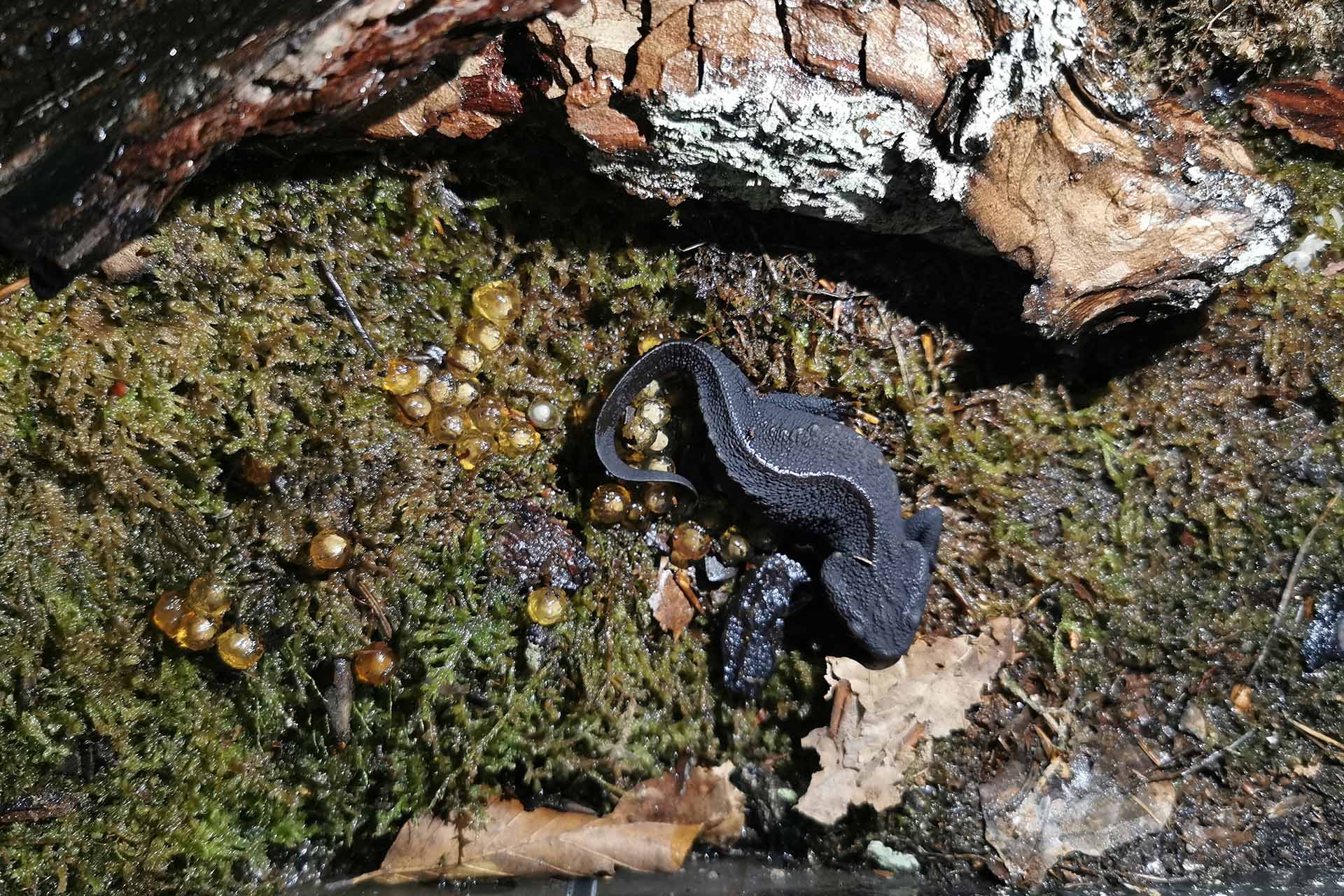 Halbjahresbilanz 1 2020