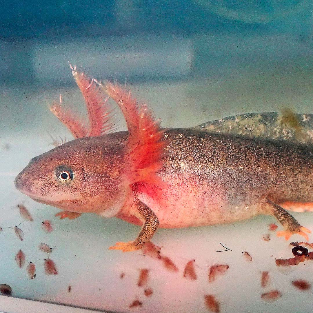 Half-year report 1 2021