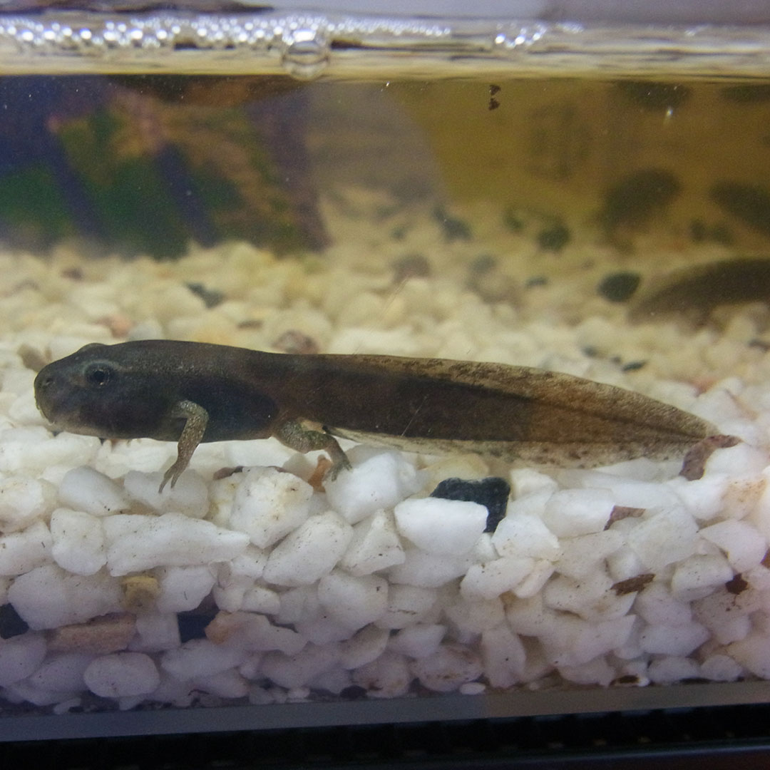 Half-year report 2 2020