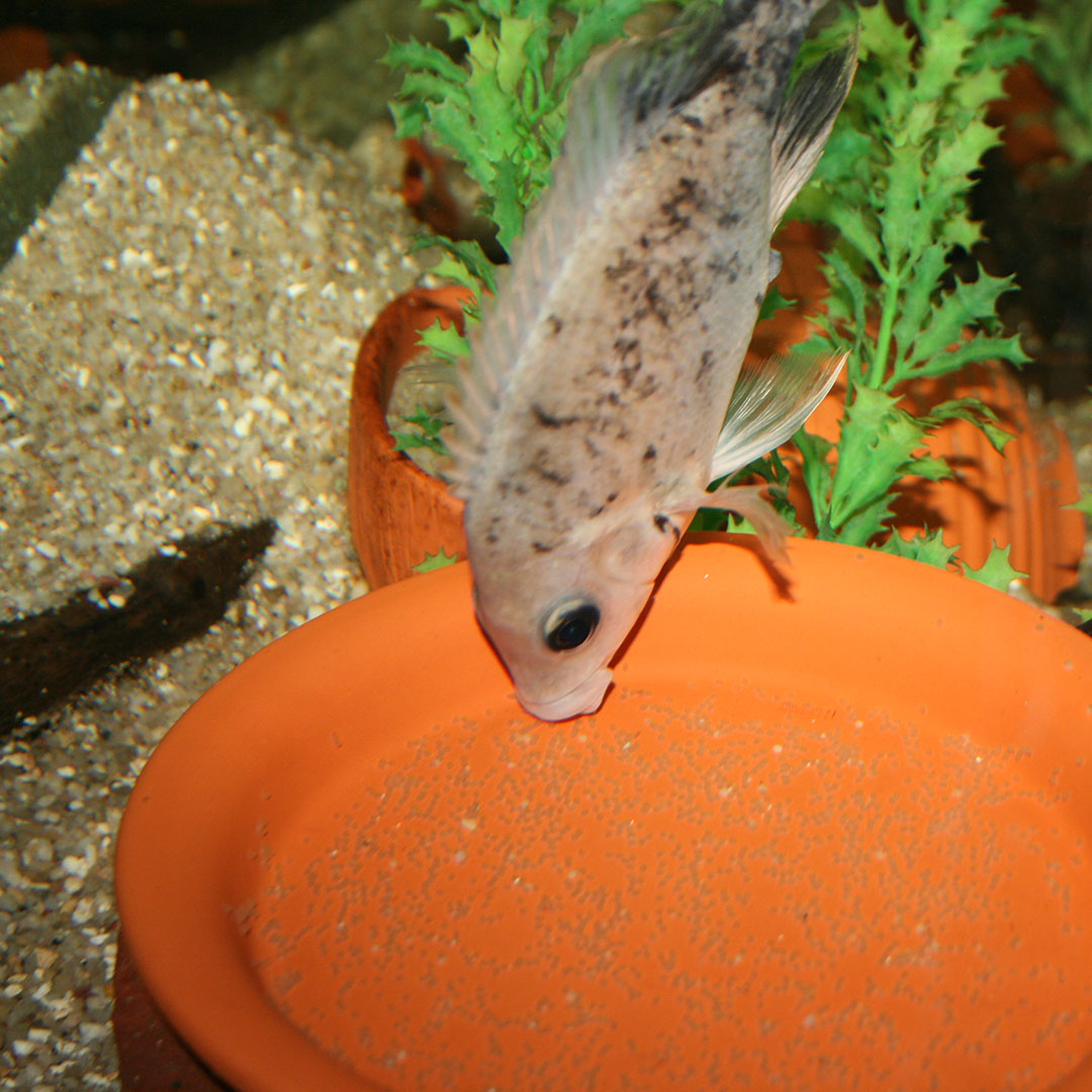 Halbjahresbilanz 2 2021