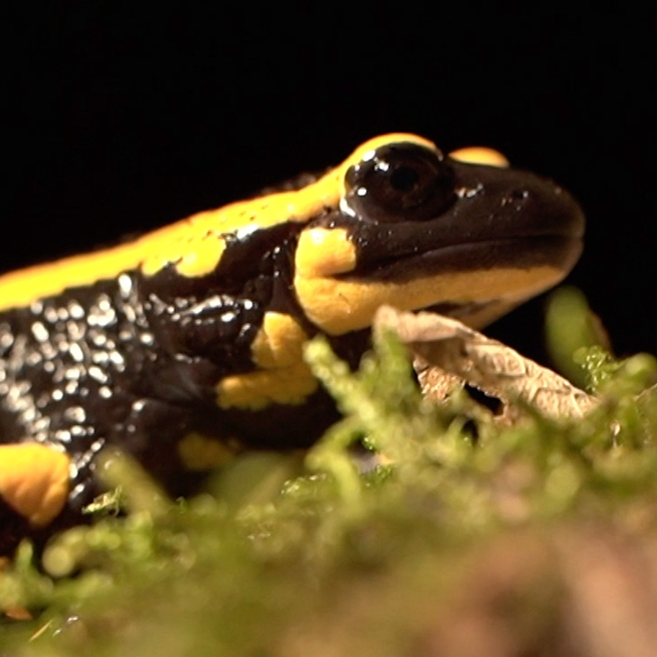 Fire salamander movie