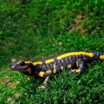 Wie baut man eine Arche für Feuersalamander