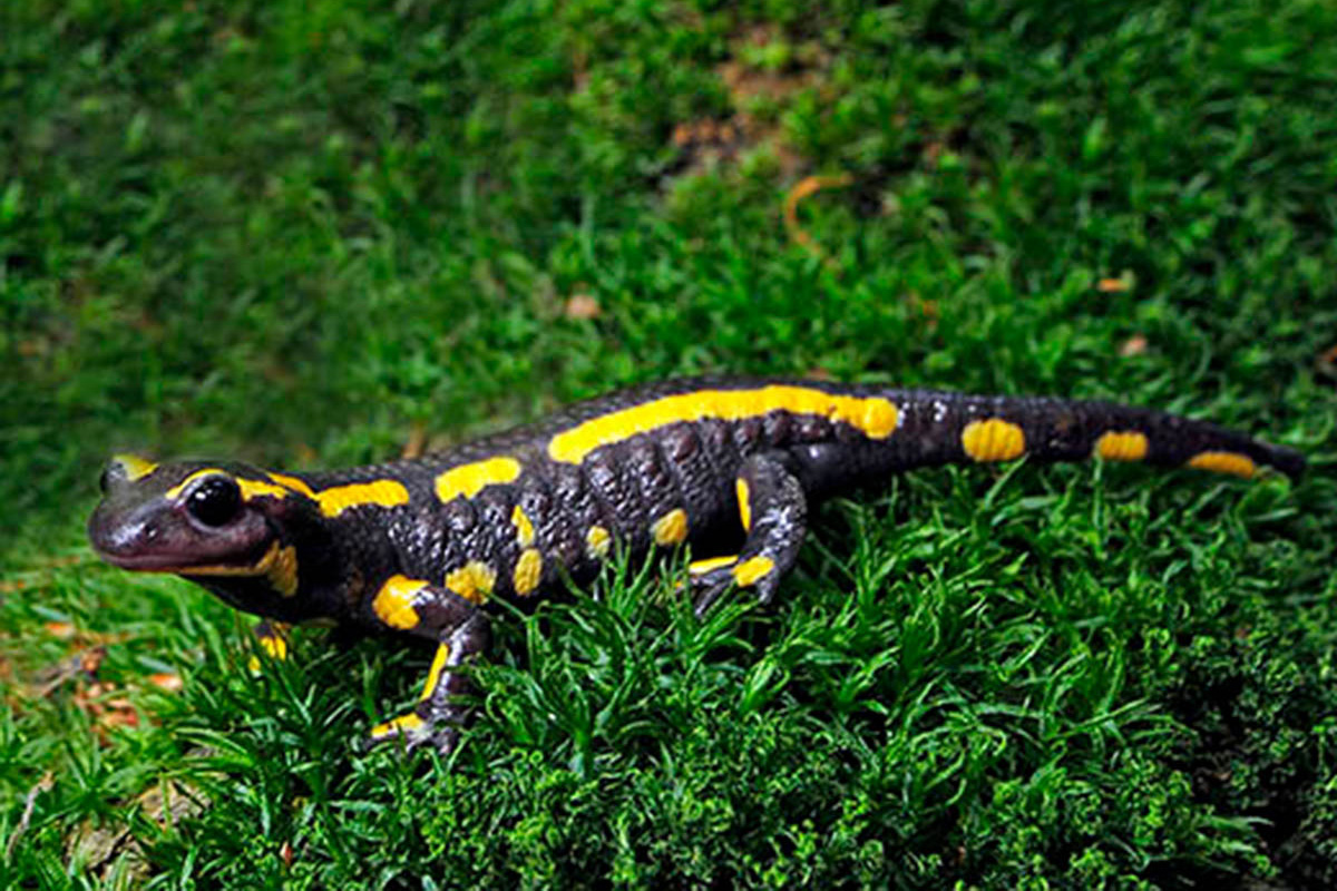 Wie baut man eine Arche für Feuersalamander