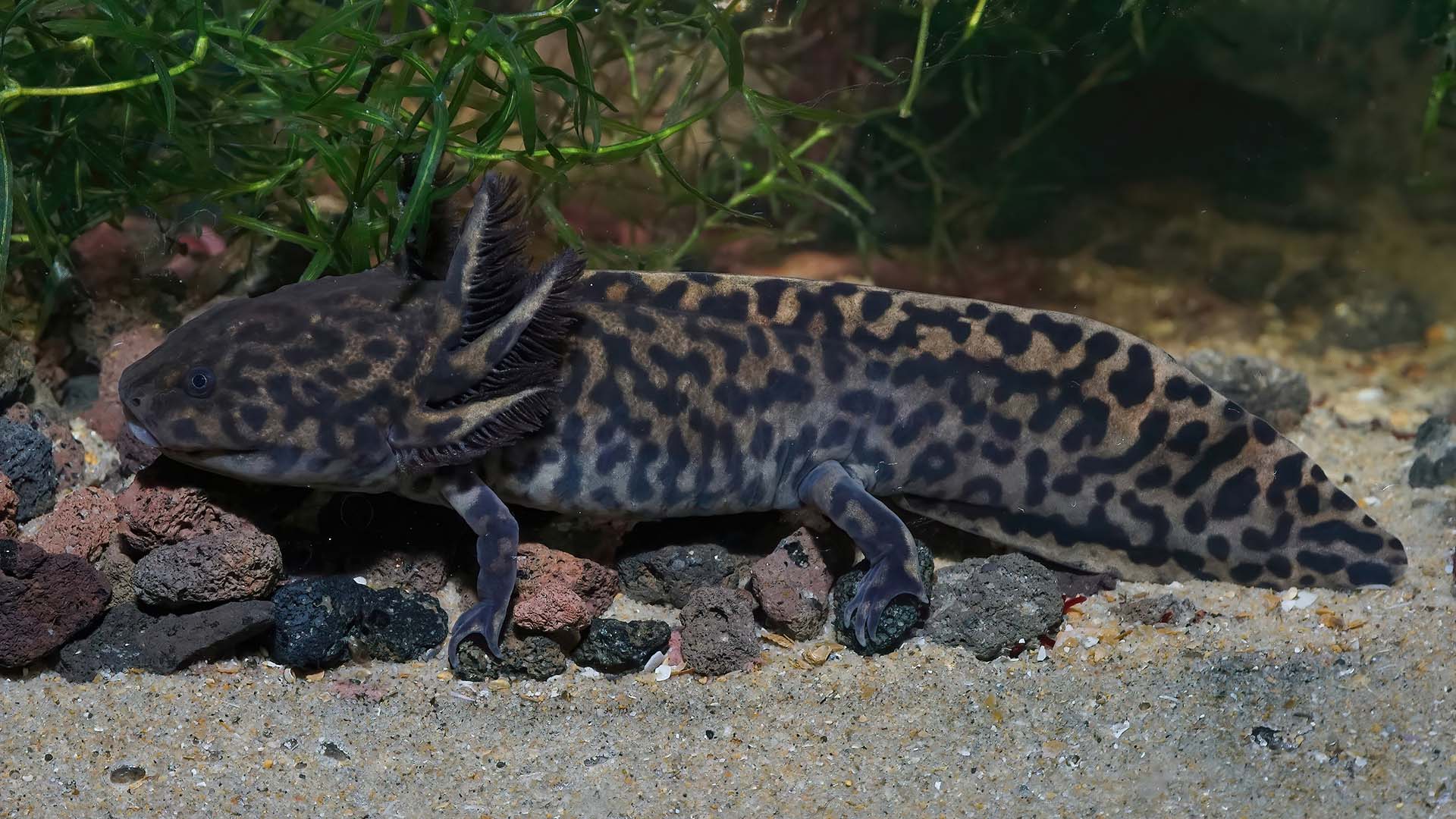 Das Bild zeigt einen Andersons Querzahnmolch. Es ist das Beitragsbild der Artseite dieser Spezies.