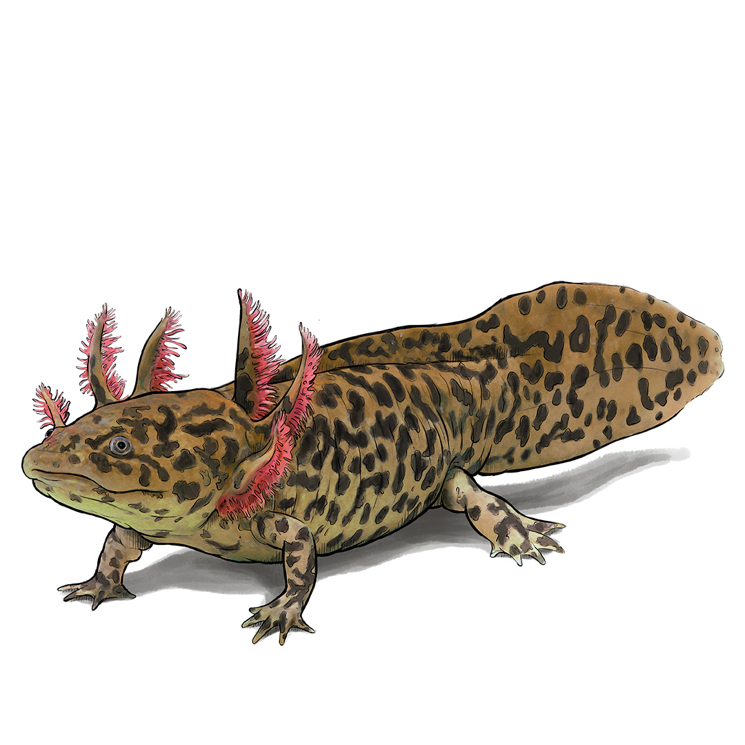 Das Bild zeigt die Illustration eines Andersons Querzahnmolches.