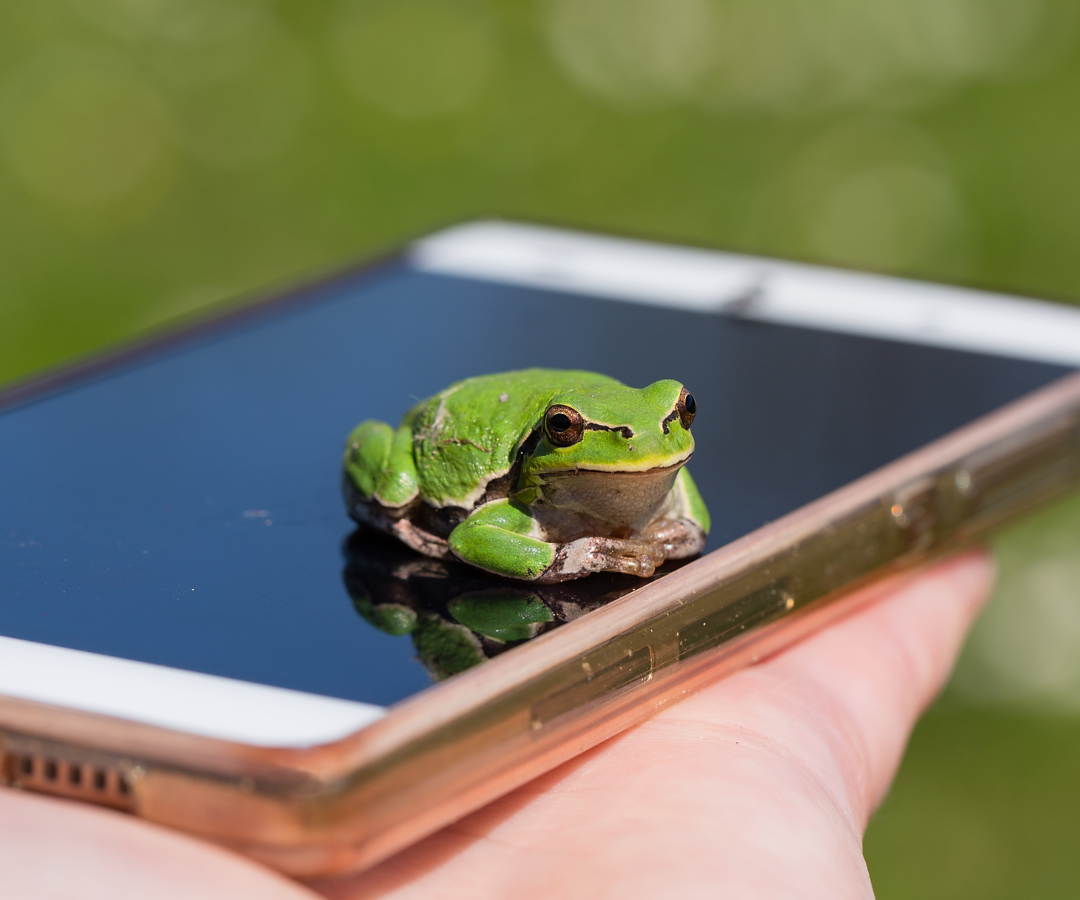 Das Bild zeigt einen Frosch auf einem Smartphone sitzend. Es ist das Teaserbild auf der Wild at Home Seite.