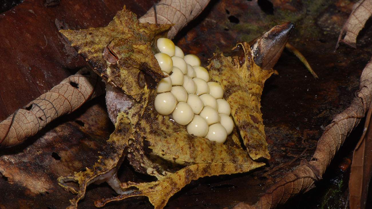 Saving a unique specimen Demonic Poison Frog