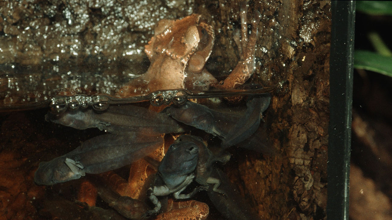 Saving a unique specimen Demonic Poison Frog