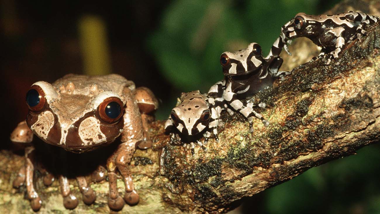 Saving a unique specimen Demonic Poison Frog