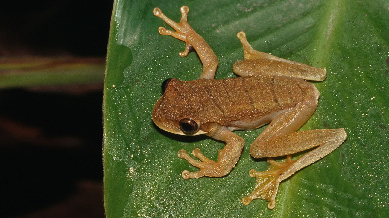 Saving a unique specimen Demonic Poison Frog