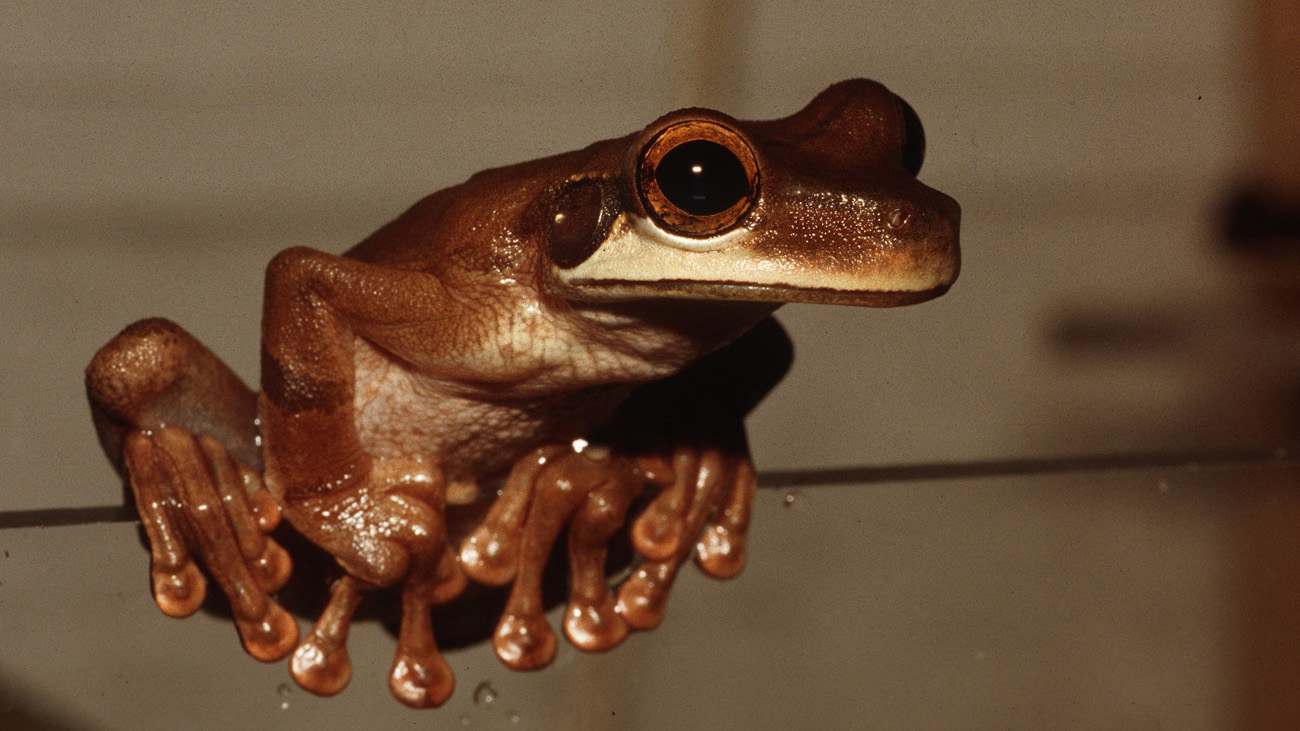 Saving a unique specimen Demonic Poison Frog