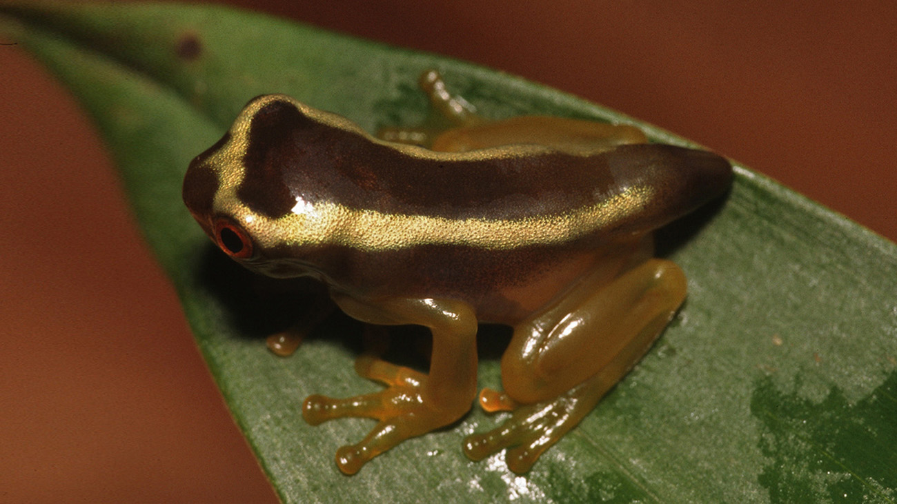 Saving a unique specimen Demonic Poison Frog