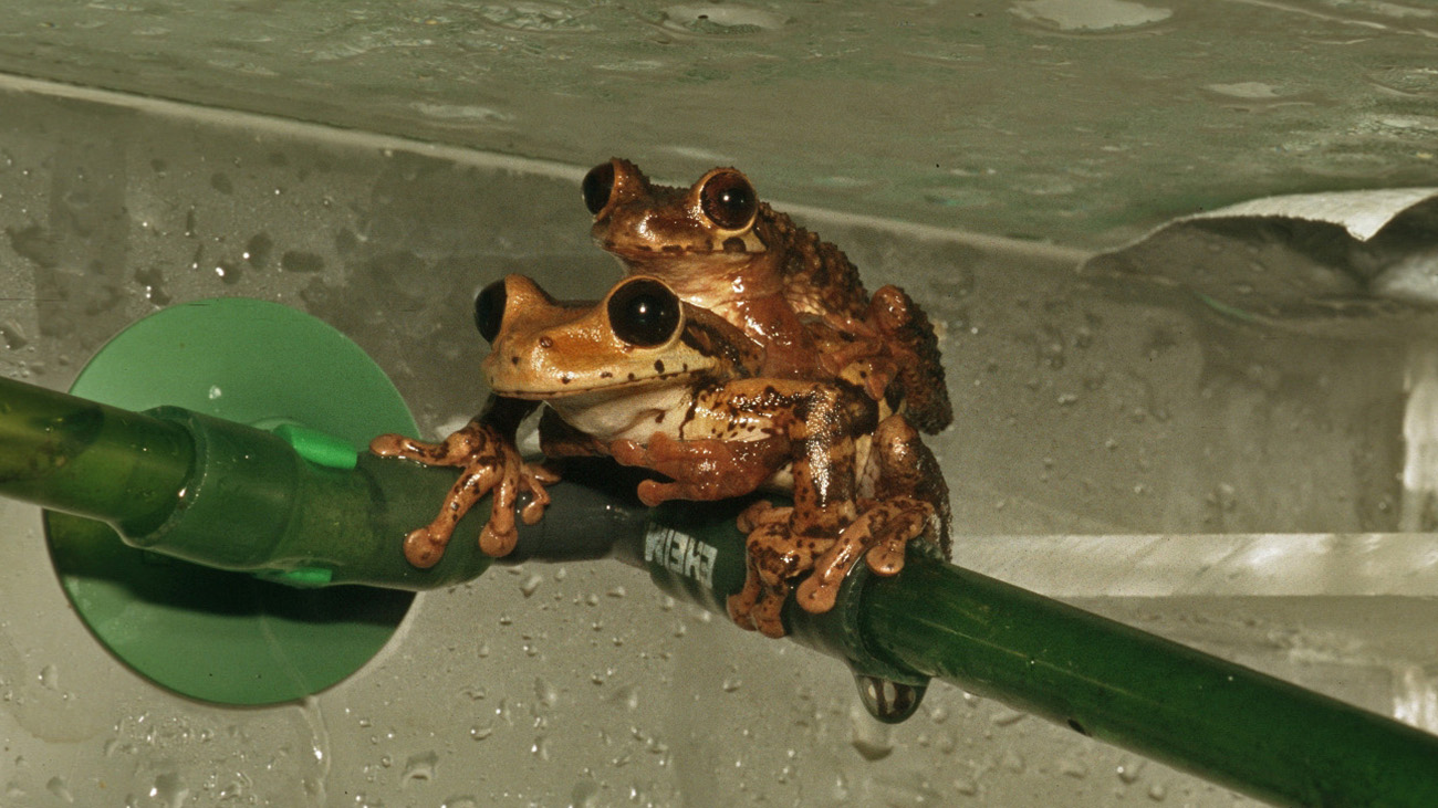 Saving a unique specimen Demonic Poison Frog