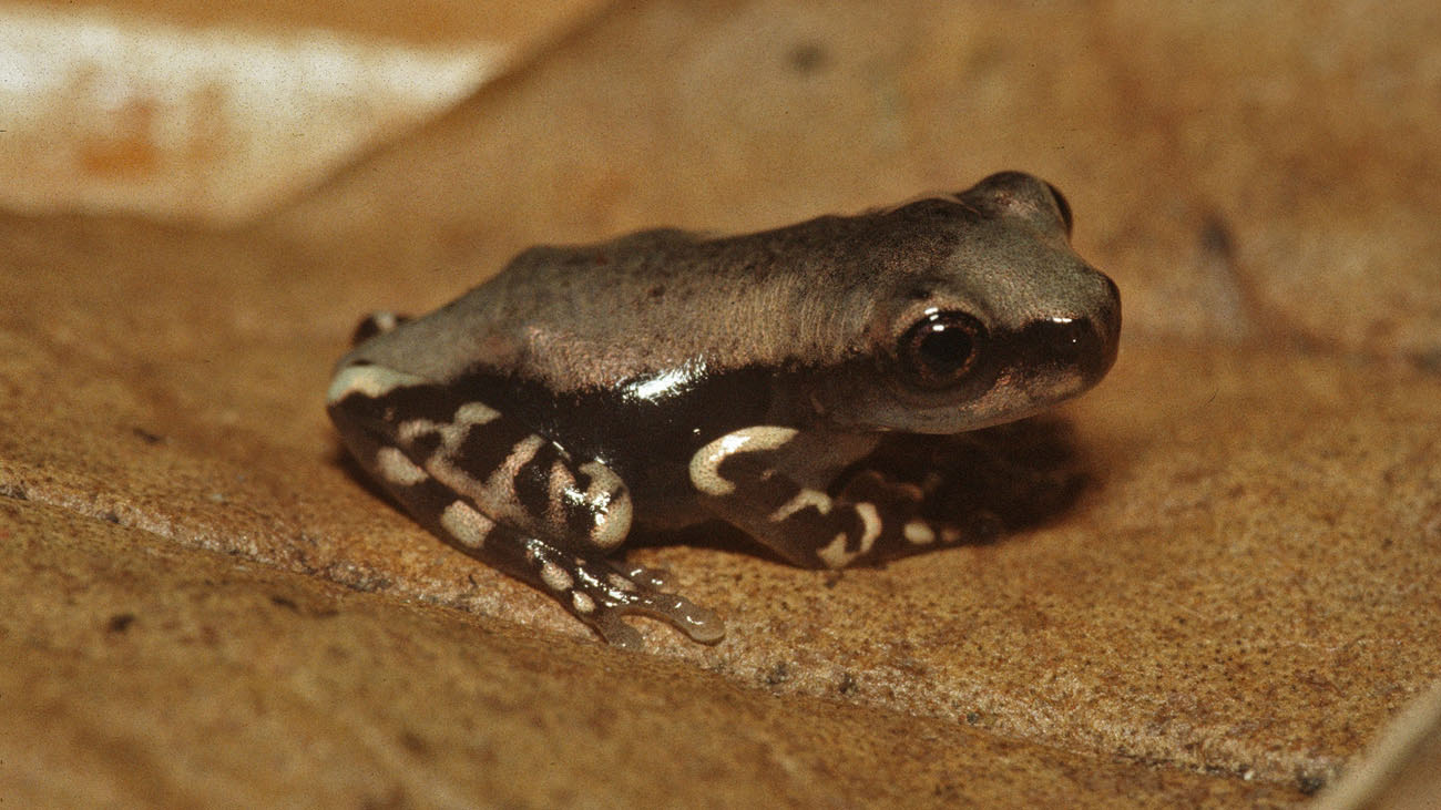 Saving a unique specimen Demonic Poison Frog