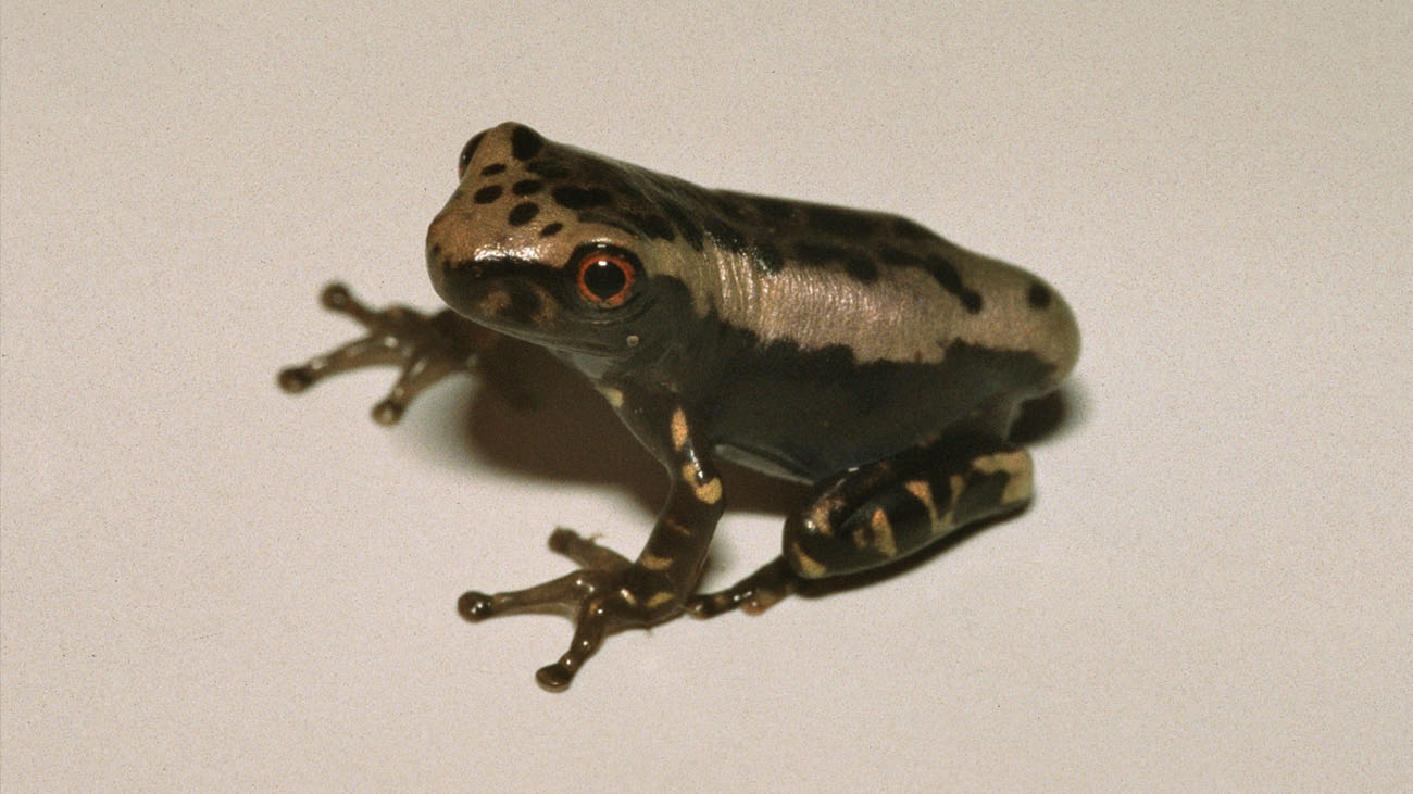 Saving a unique specimen Demonic Poison Frog
