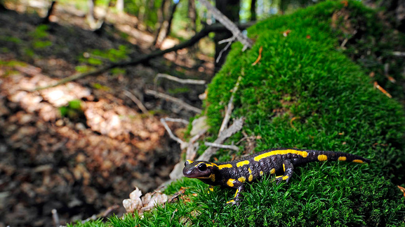 Salamander-Rettung mit System Feuersalamander