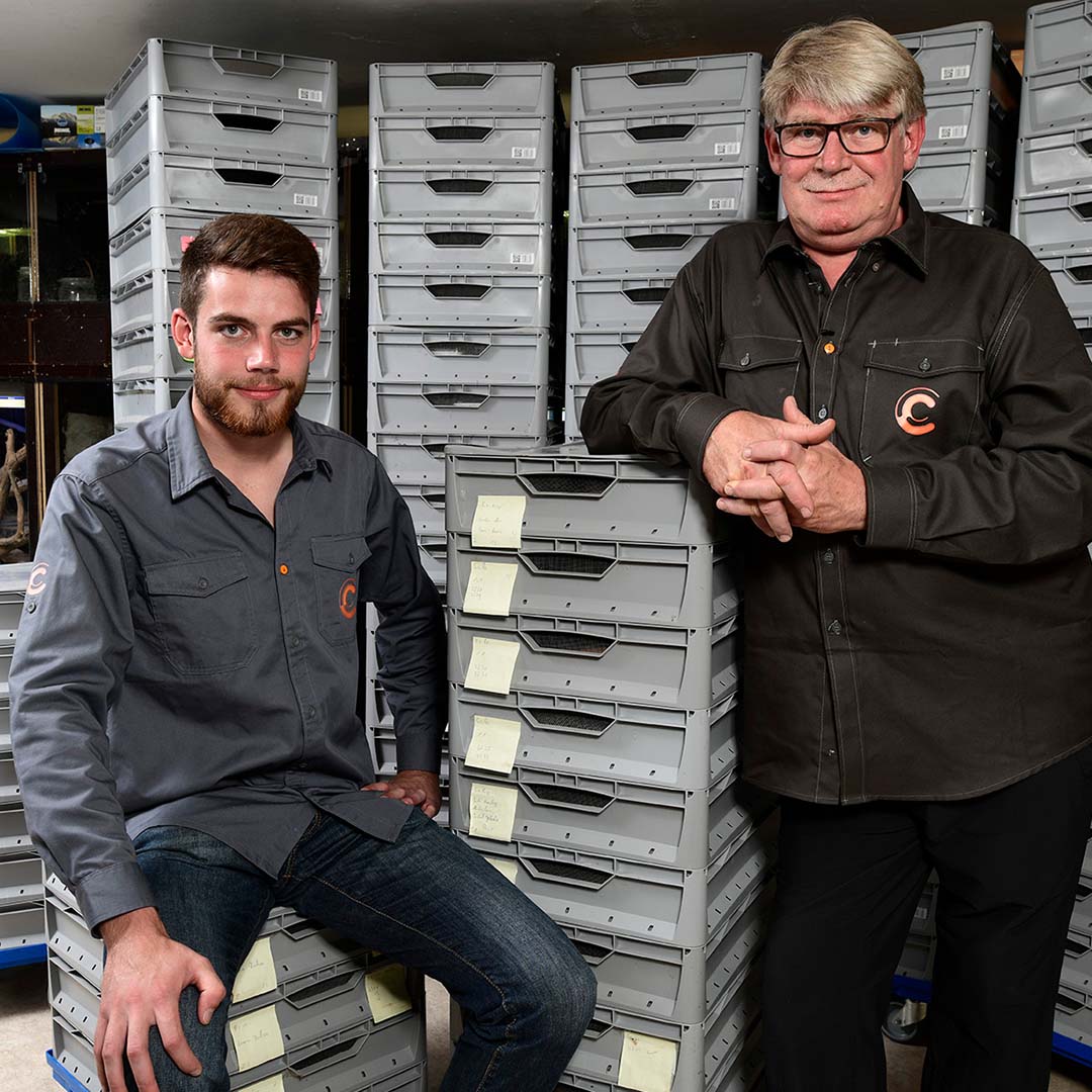 Systematic salamander rescue fire salamander